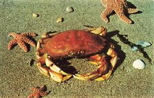 Postcard WA OR Pacific Ocean Crab Coastal Waters Seafood Starfish Seas Shells picture