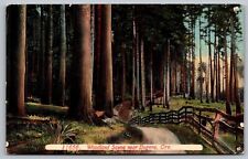 Woodland Eugene Oregon Forest Country Road Acmegraph Co Vintage OR UNP Postcard picture