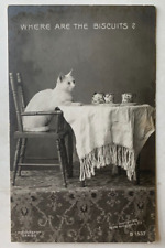 Vintage 1906 RPPC Postcard Cat Kitten 