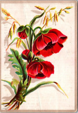A & P Condensed Milk Poppy Poppies Flower Avoid Bad Coffee JQV3 picture