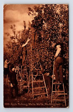 c1915 Apple Picking Men on Ladders Walla Walla Washington WA Postcard picture