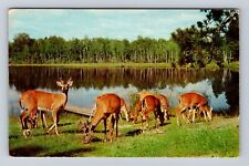 Montello WI-Wisconsin, General Greetings Deer, Antique, Vintage Postcard picture