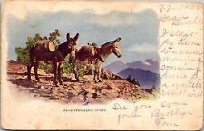Vintage Postcard - Embossed Undivided Back 2 Donkey A Temperance Outfit  picture