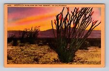 CA-California, Ocotillo in Bloom on the Desert, Antique Vintage Postcard picture