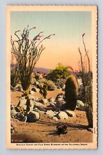 CA-California, Ocotillo Cactus, Palo Verde Blooming on Desert, Vintage Postcard picture