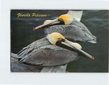 Postcard Florida Pelicans Florida USA picture