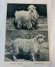 1923 book leaf print~ ANGORA GOAT young doe and buck picture