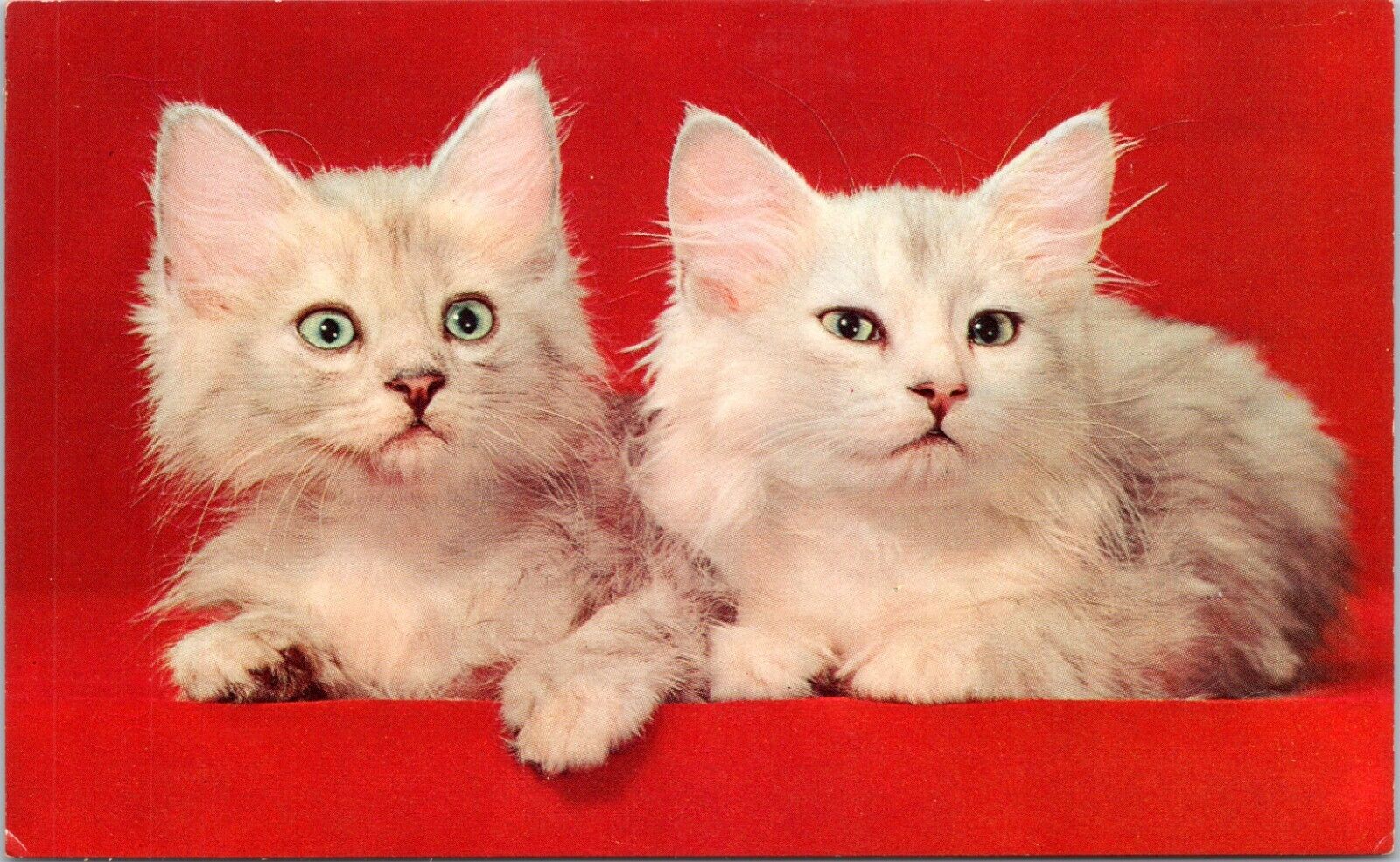 c1950s, Mr. and Mrs. sweet cats, nice vintage card