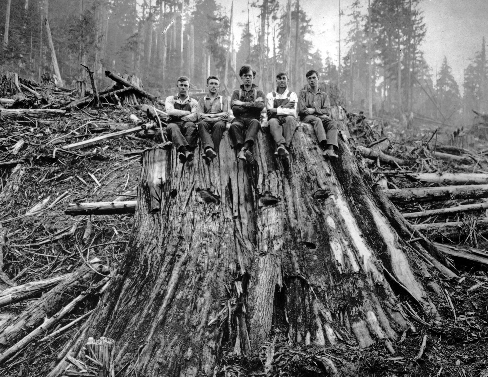 1925 Loggers Sitting on Cedar Stump Washington Vintage Picture Photo 8.5x11