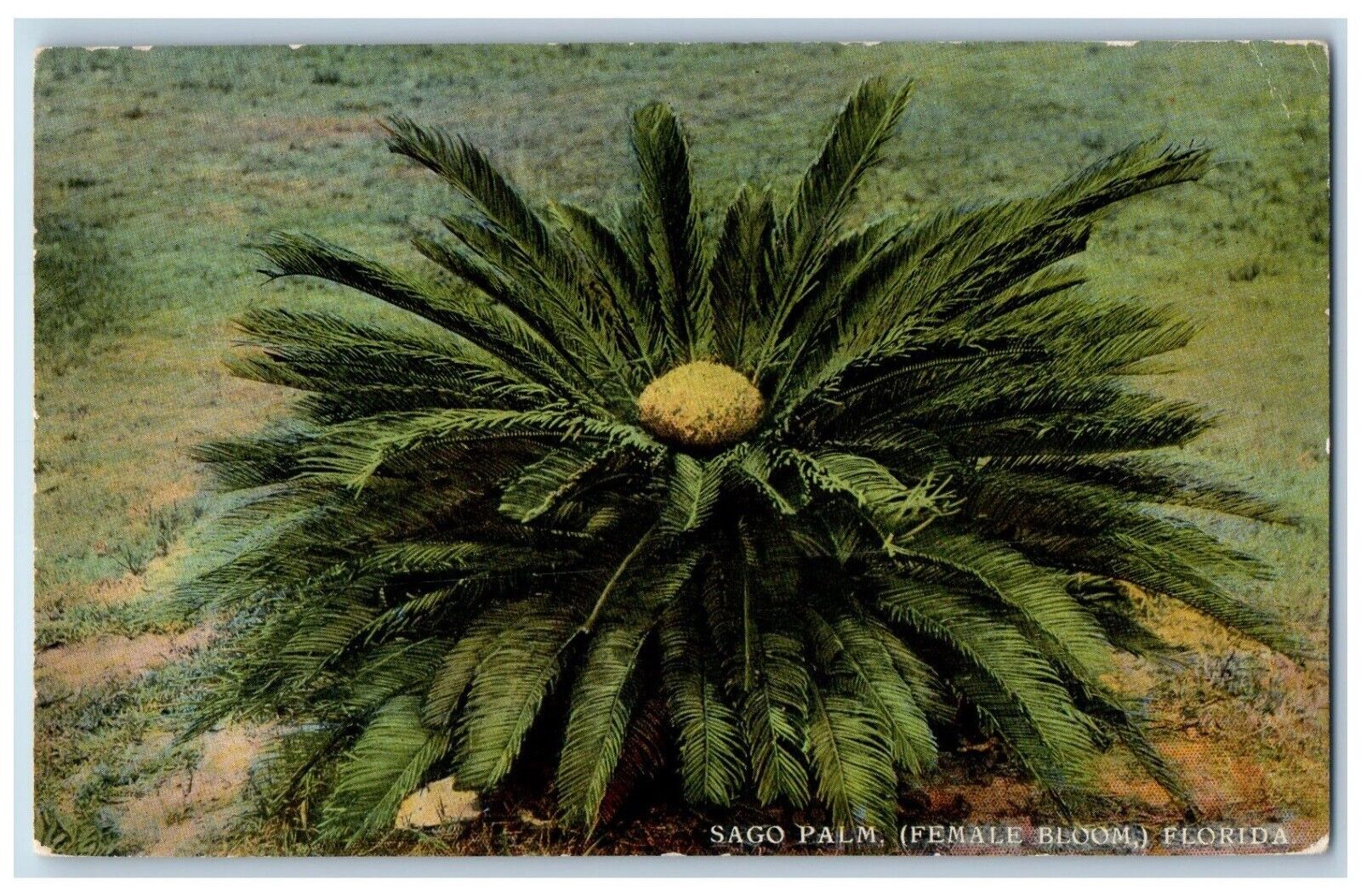 Florida FL Postcard Sago Palm Female Bloom c1910 Florida Artistic Series Vintage