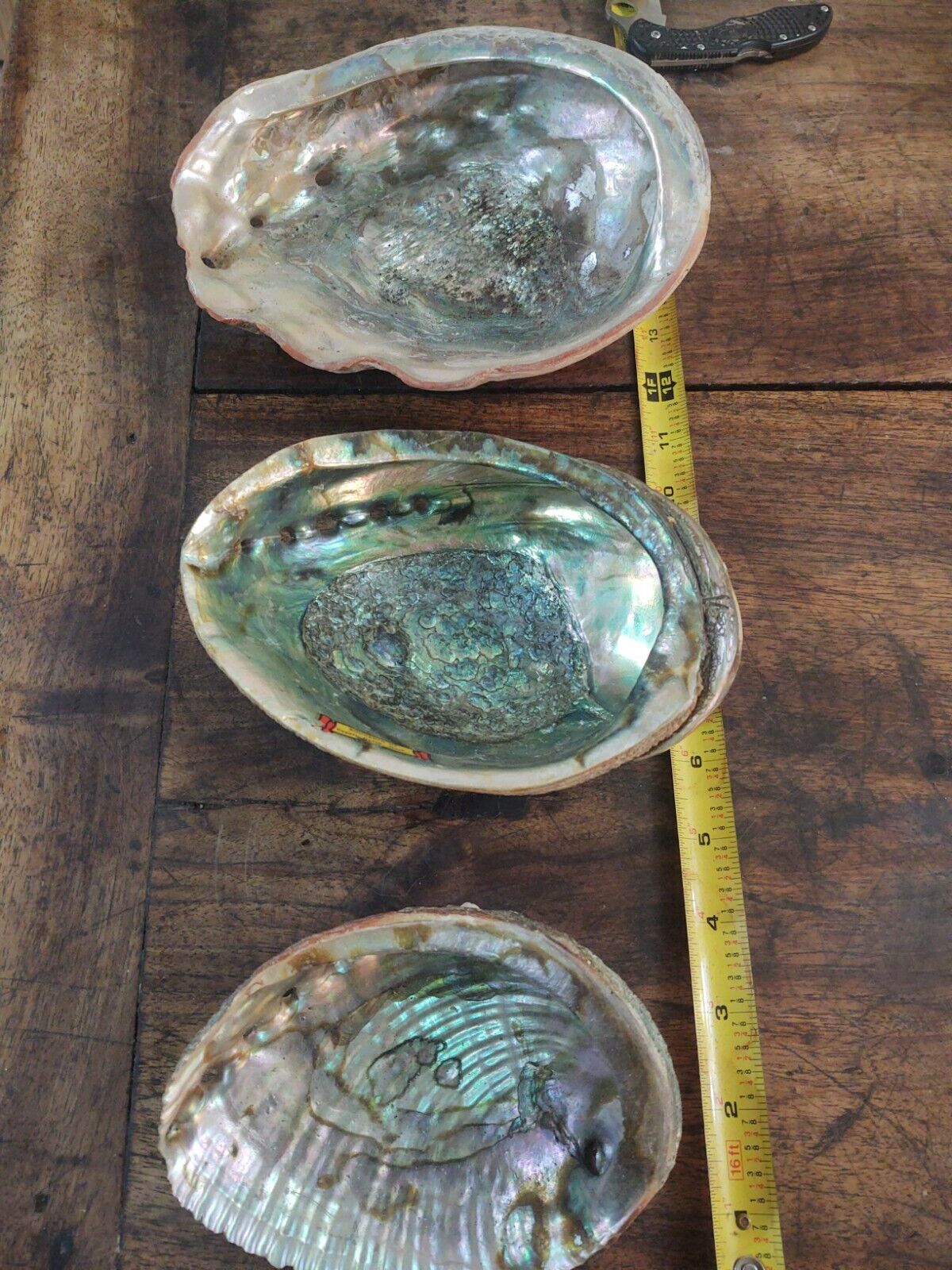 AWESOME lot of 3 MOP Mother of Pearl shells Iridescent 