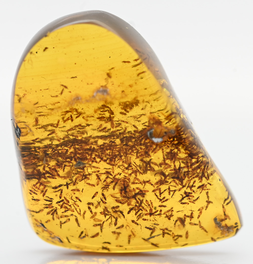 MASSIVE Swarm of insects, Fossil Inclusion in Burmese Amber