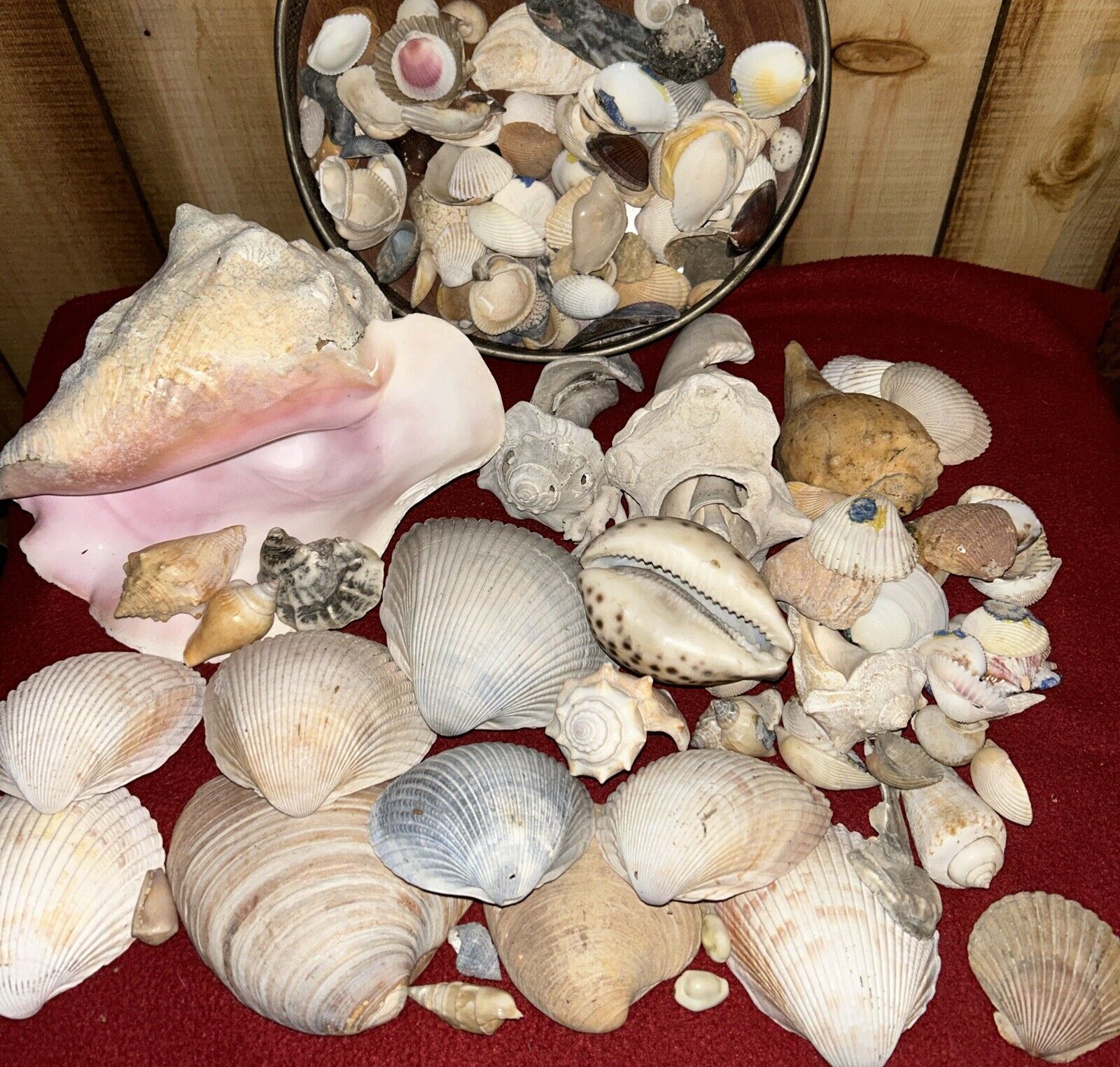 Huge Lot of Assorted Vintage Seashells Sea Shells Conch, Clam, Snail ART CRAFTS