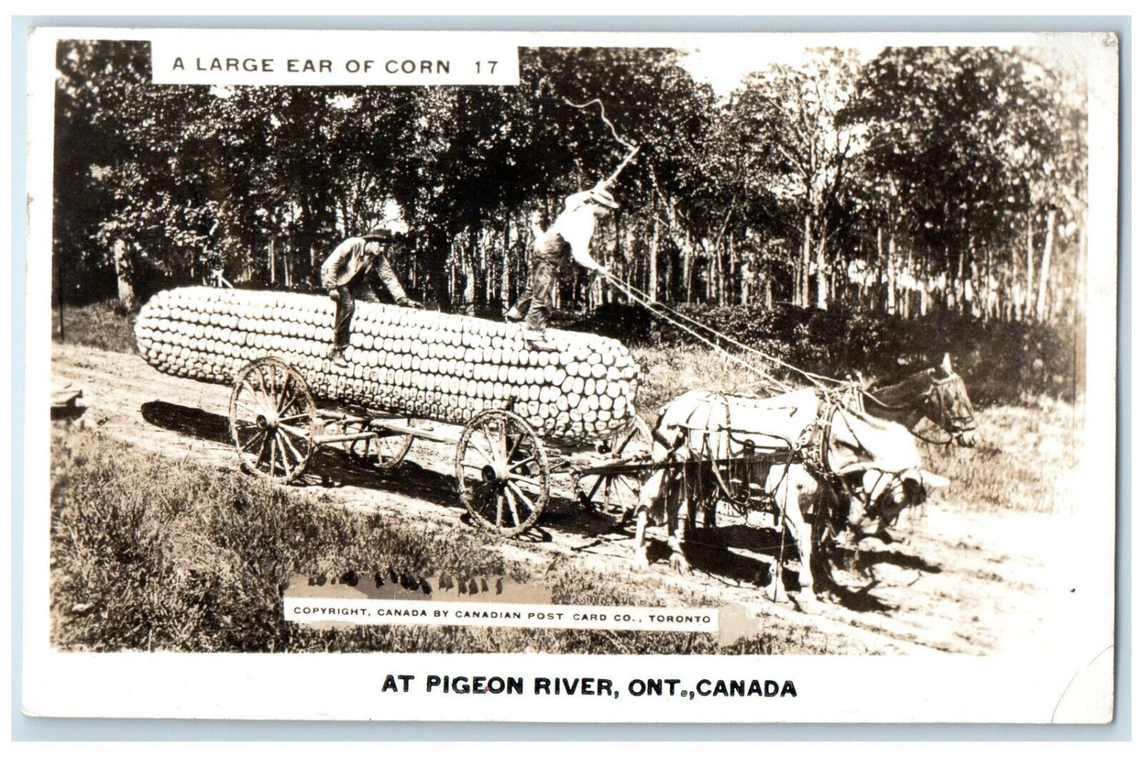 Pigeon River Canada RPPC Photo Postcard Giant Corn in Horse Carriage c1920's
