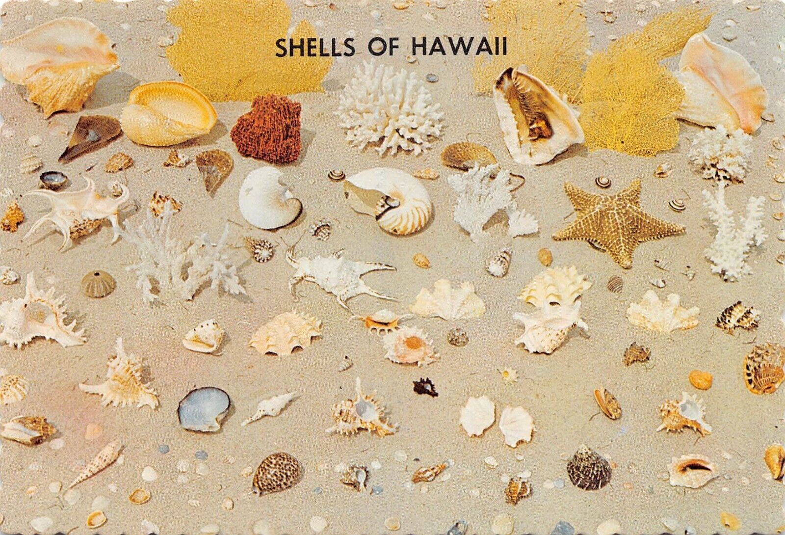 Seashells of HI Hawaii Postcard 7162c