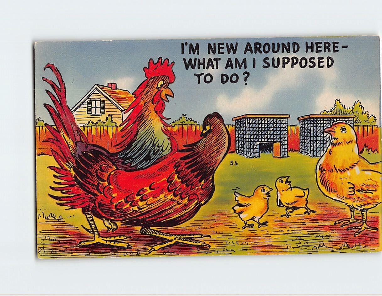 Postcard I\'m New Around Here-What Am I Supposed To Do?, Chickens Comic Art Print