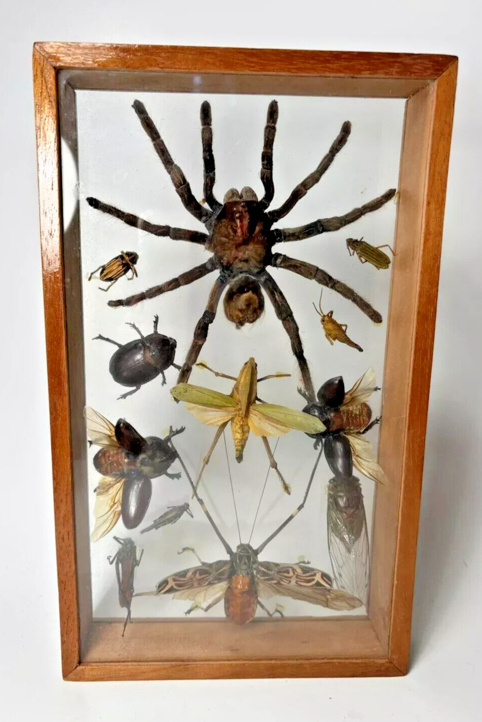 Vintage Real Tarantula Insects Bugs Collection Taxidermy Framed Wood Display Box