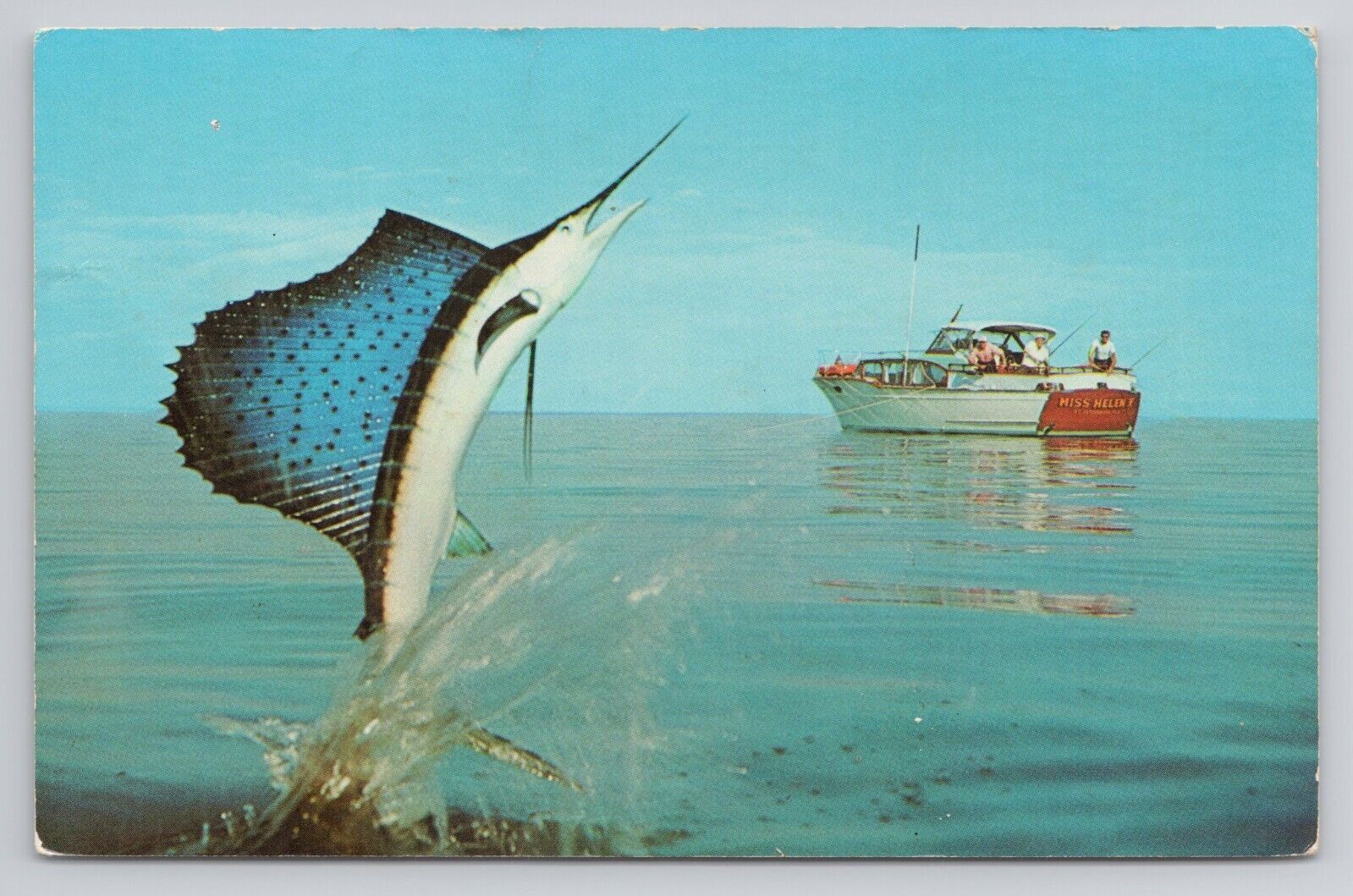 Postcard A Jumping Sailfish