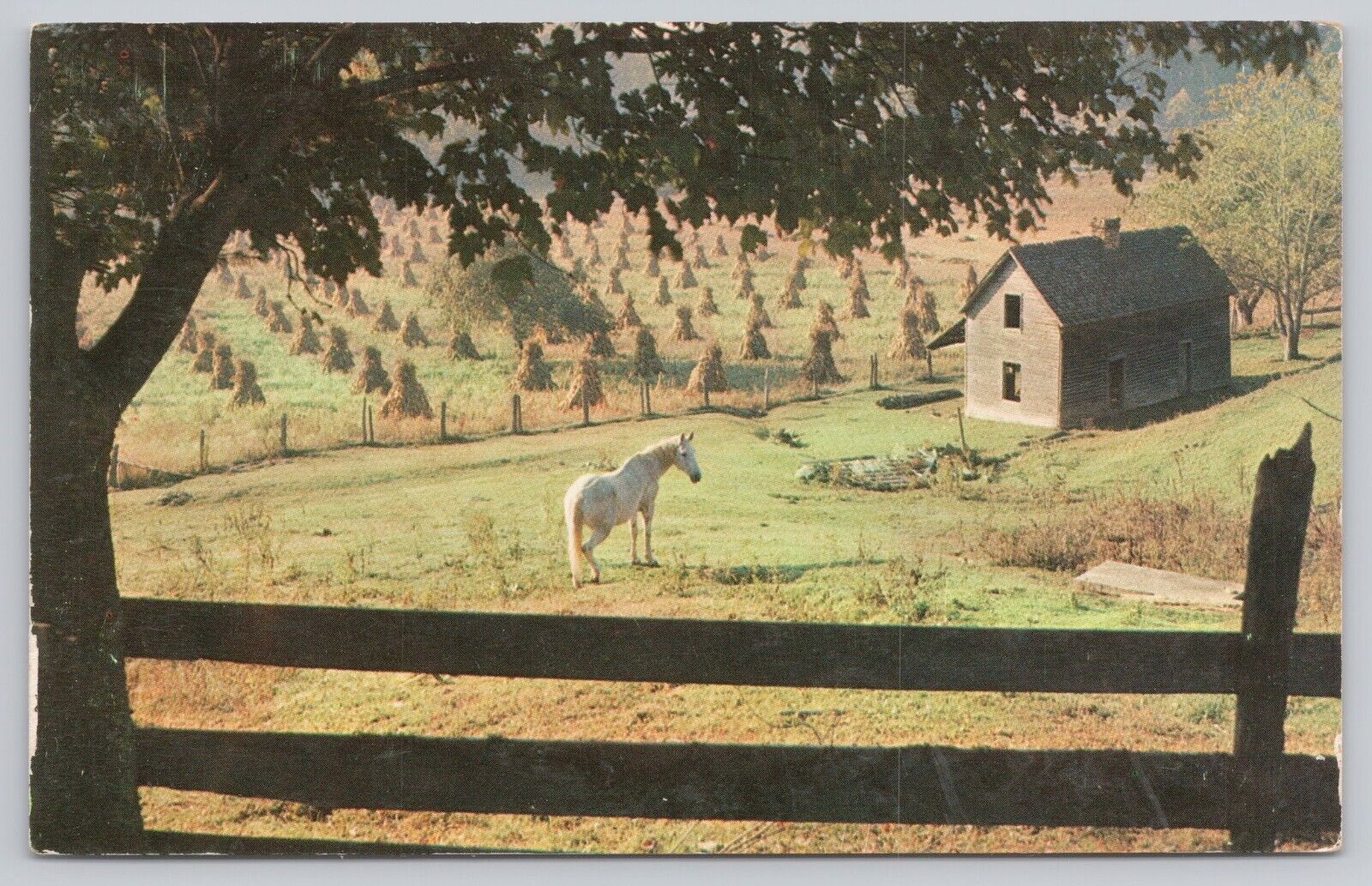 Linville North Carolina, White Horse & Farm in the Mountains, Vintage Postcard