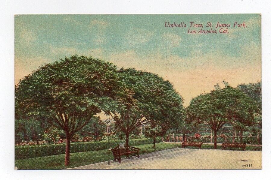 DB Postcard, Umbrella Trees, St.James Park, Los Angeles, California