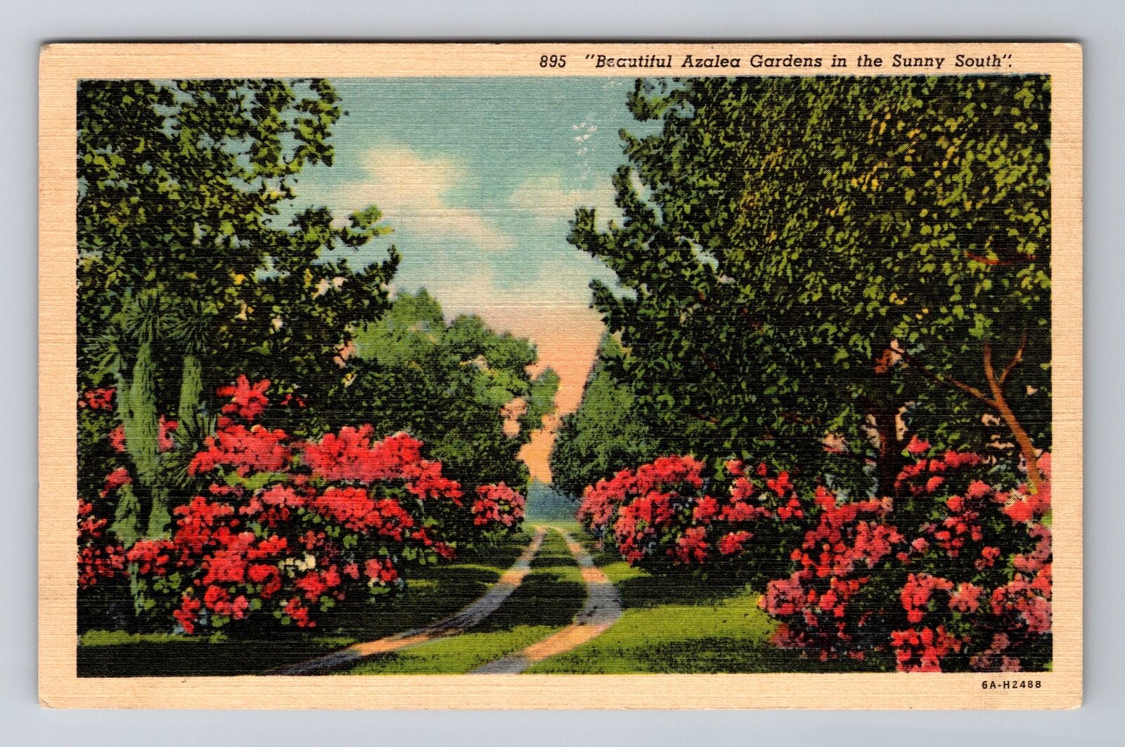 Asheville NC-North Carolina, Beautiful Azalea Garden, Antique Vintage Postcard