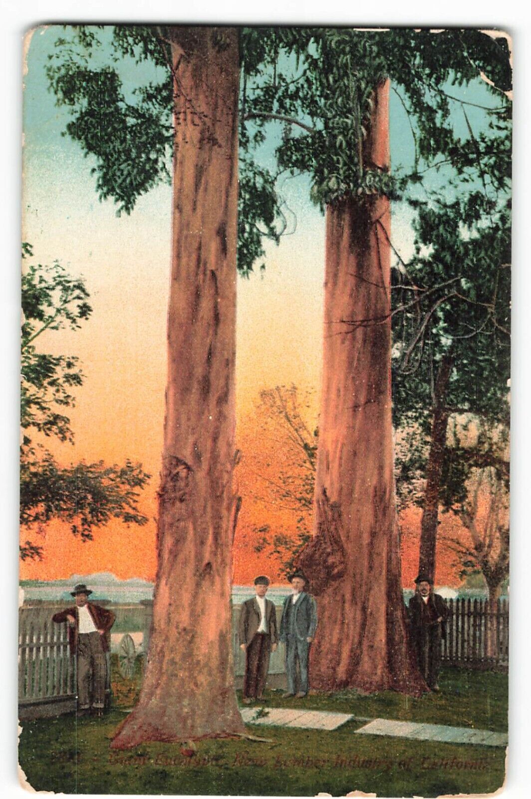 Postcard Giant Eucalyptus Tree, New Lumber Industry of California VTG VPC02.