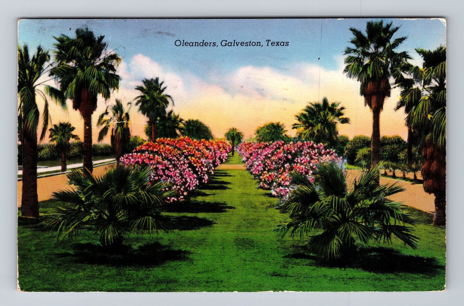 Galveston TX-Texas, Oleander City, Antique Souvenir, Vintage Postcard