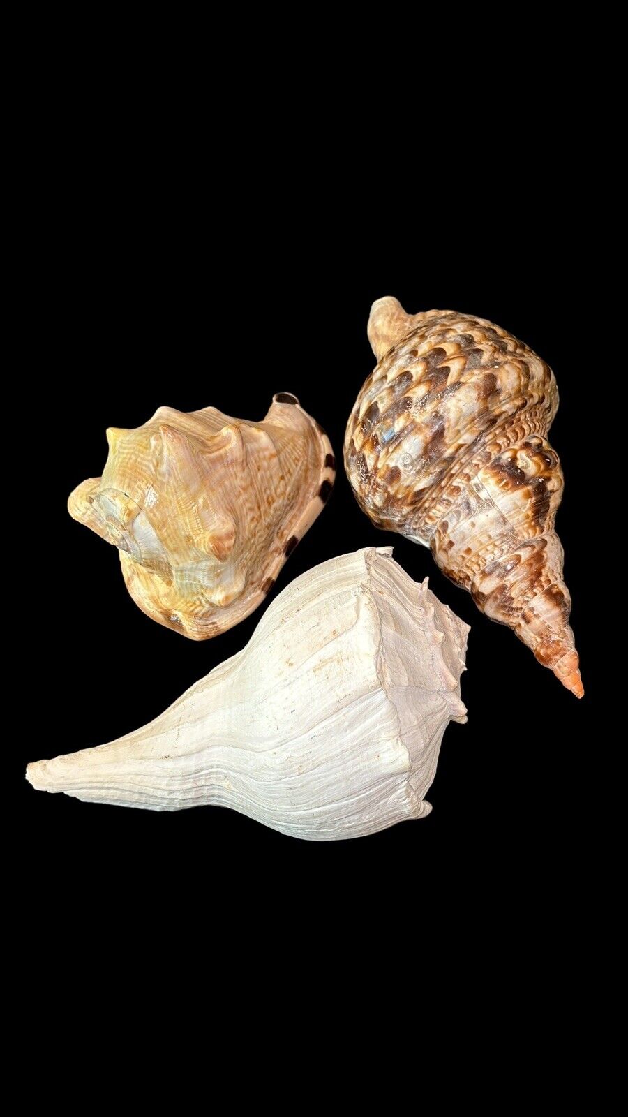 3 Large Beautiful Seashells: Horned Helmut, Atlantic Triton & Lightning Whelk