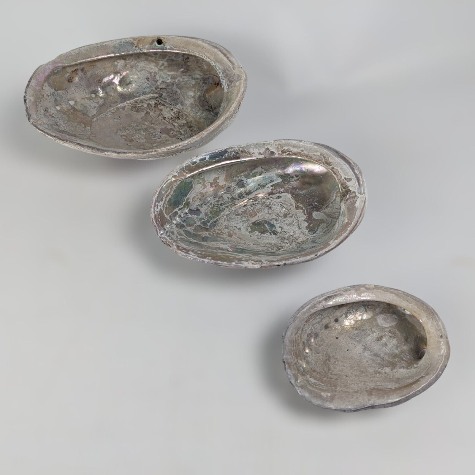 Natural Abalone Shell Seashell Iridescent Lot of 3 stackable ~4-3/8\