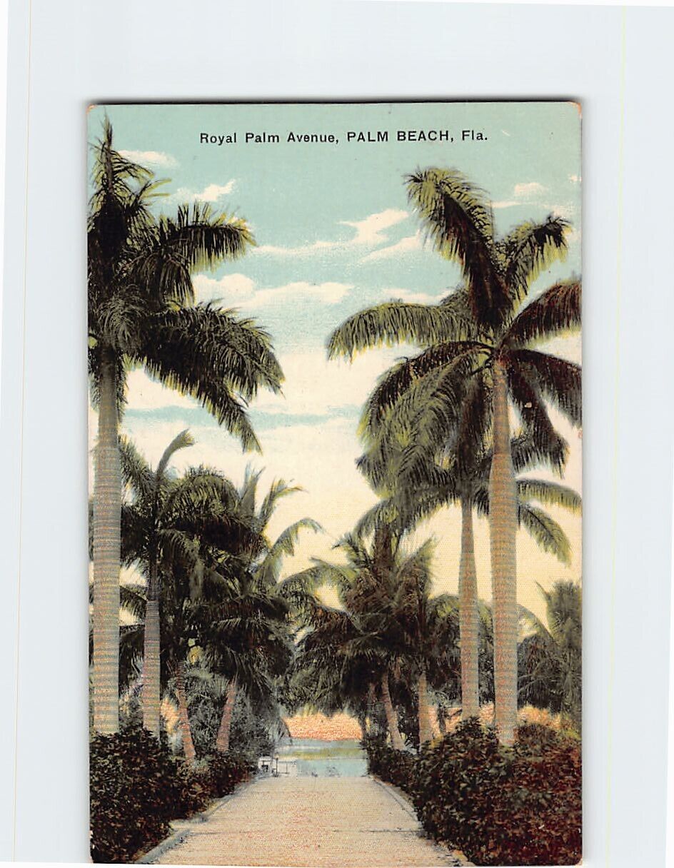 Postcard Royal Palm Avenue Palm Beach Florida USA