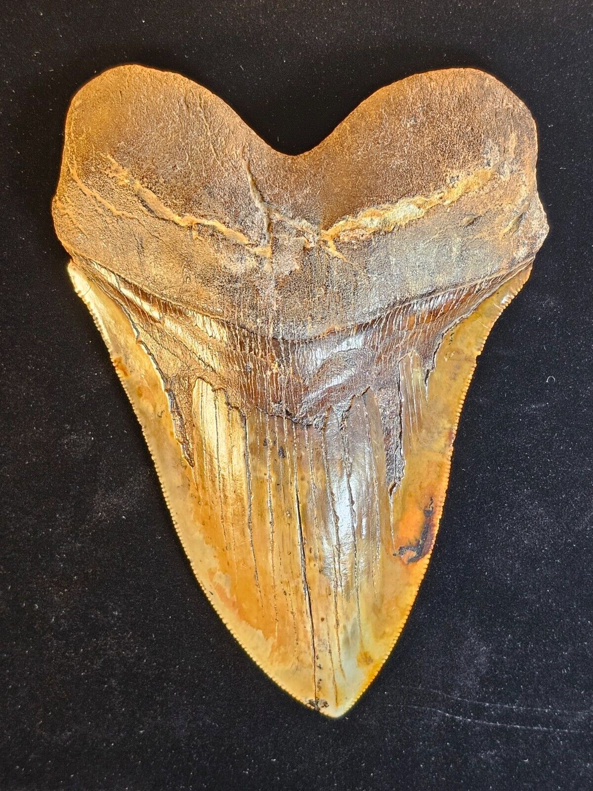 Extremely rare, Huge Bakersfield Sharktooth Hill fire zone Megalodon tooth.