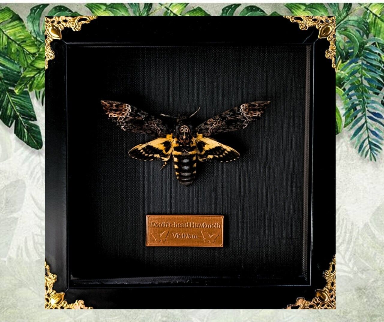 Real Acherontia atropos Death Head Moth Frame, gift