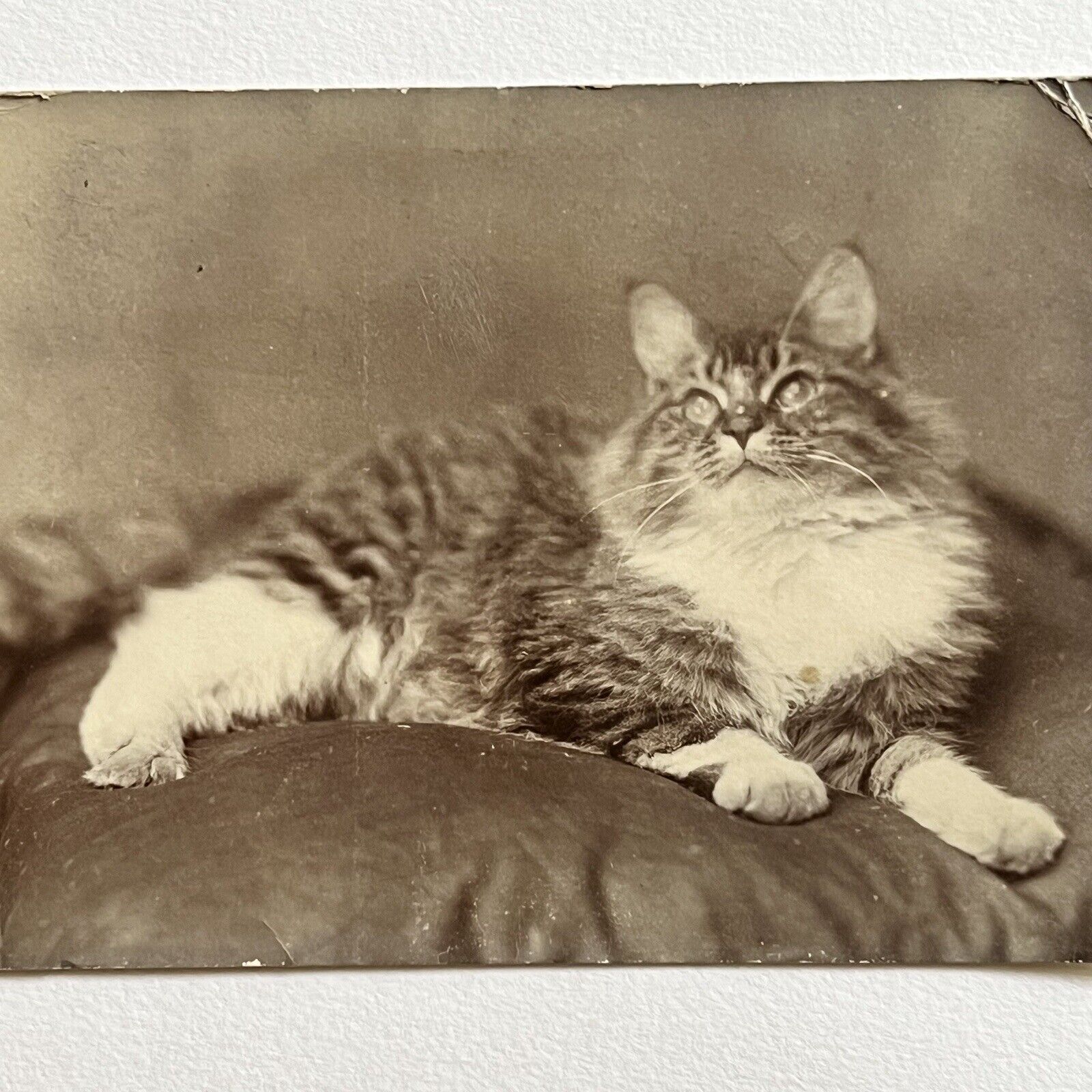 Antique RPPC Real Photograph Postcard Beautiful Adorable Cat Long Hair Tabby