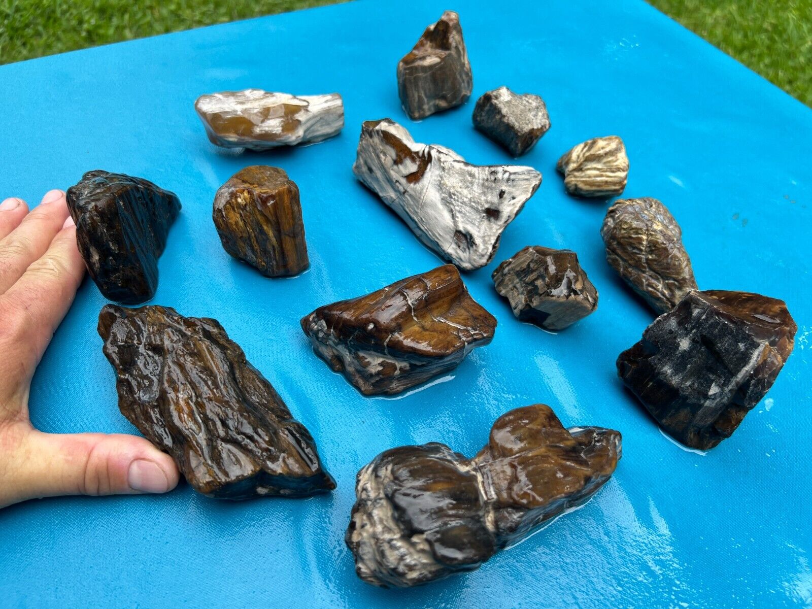 Texas Petrified Wood Lot Highly Agatized Translucent Cabochon Jewelry Material