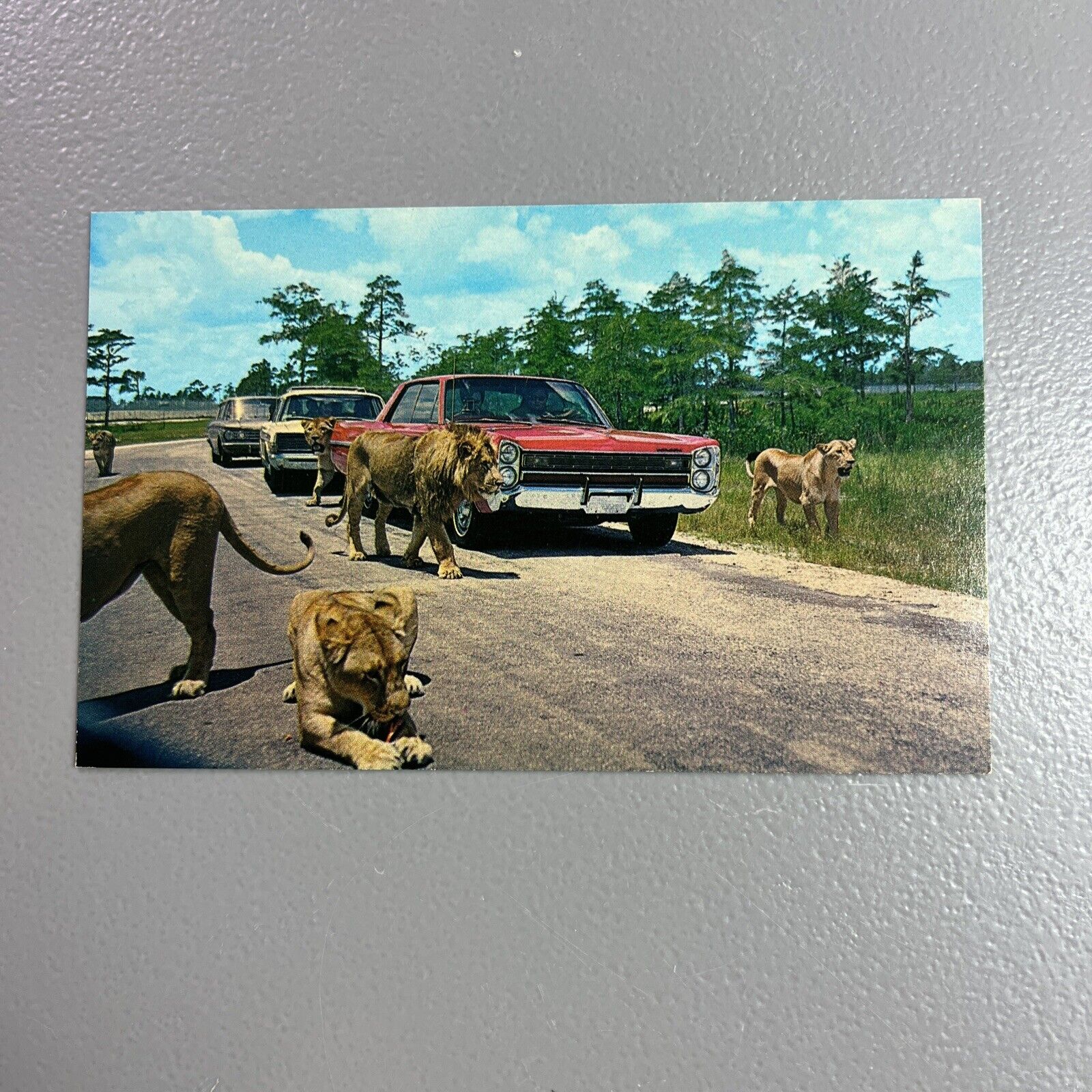 Palm Beach Florida Lion Country Safari Old Cars VTG Standard Postcard Unposted