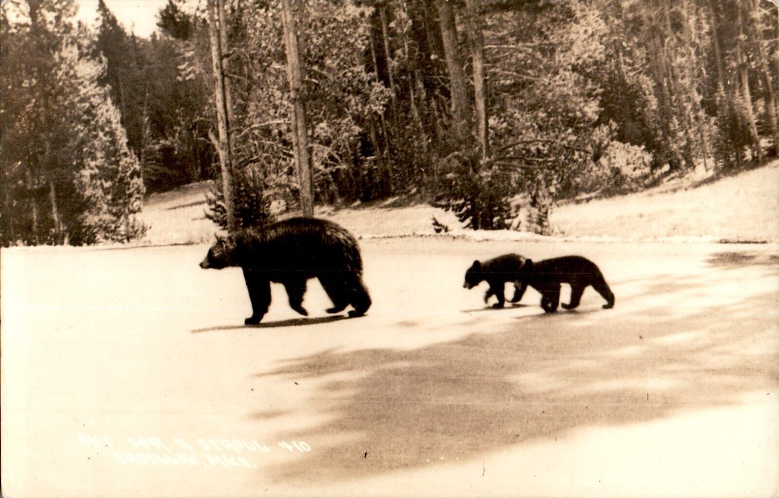 Large Bear with Cubs RPPC Postcard