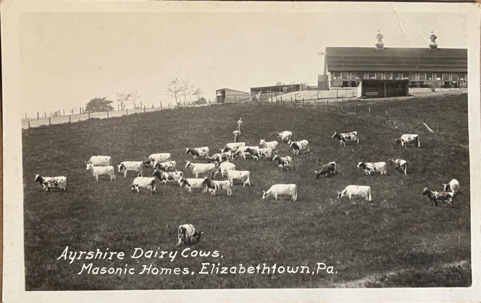 RPPC Elizabethtown Masonic Homes Dairy Cows Pennsylvania Real Photo Postcard