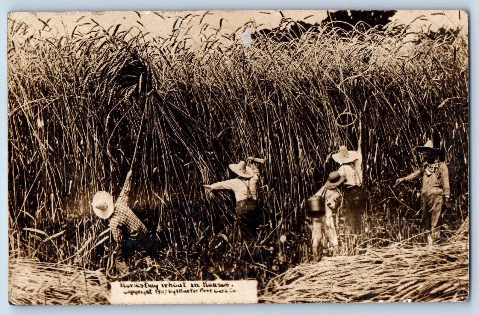 Lucas Kansas KS Postcard RPPC Photo Harvesting Wheat In Kansas Exaggerated 1909