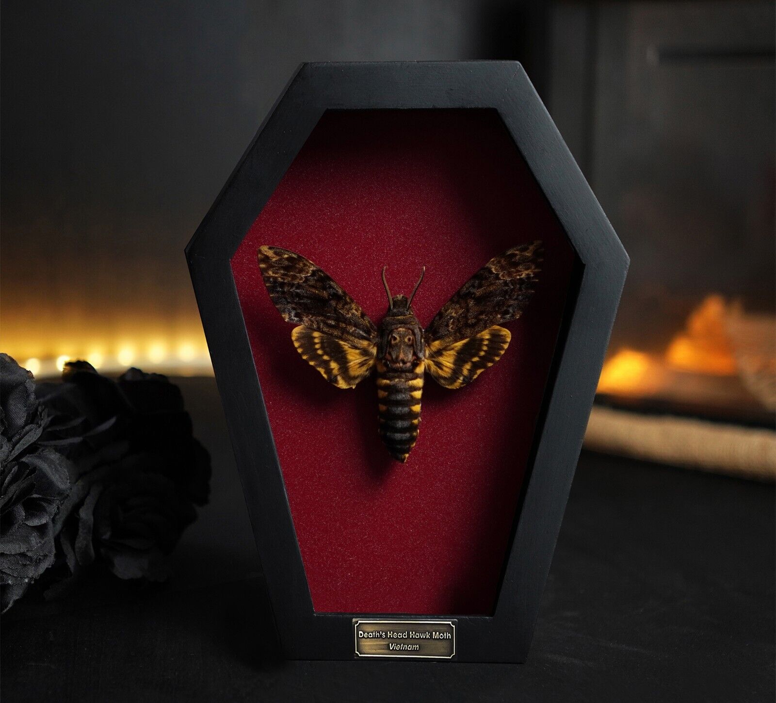 Real Death Head Moth Coffin Frame Gothic Decor Home Daughter's Birthday