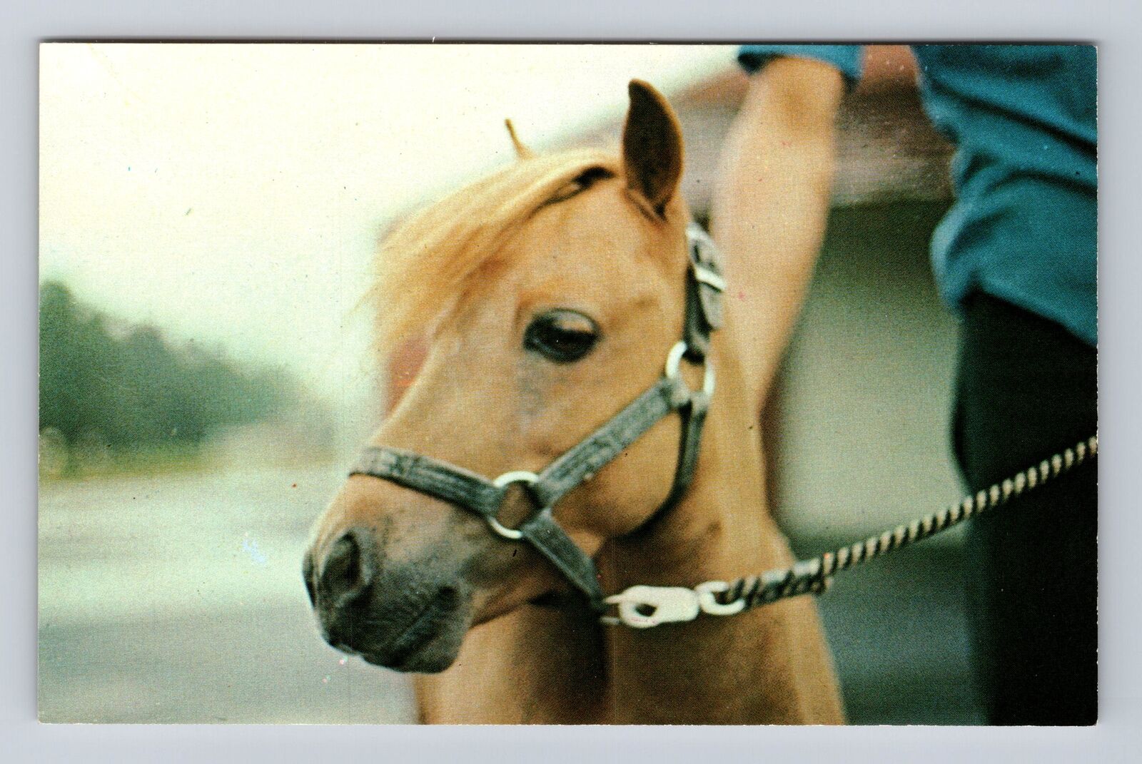 Gettysburg PA-Pennsylvania, Horse Close Miniature Horse Farm, Vintage Postcard