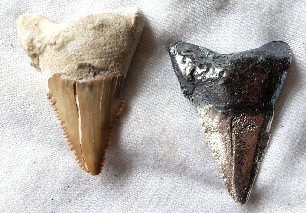 Shark Tooth 35+ Grams .999 Fine Silver Antique Polish & Real Shark Tooth Set COA