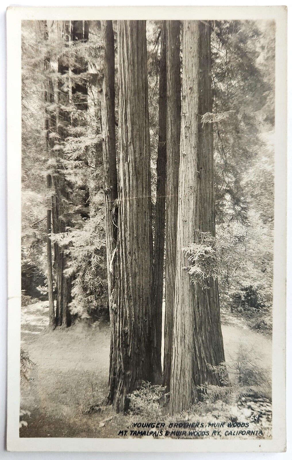 Postcard RPPC California Muir Woods CA Redwoods 1930s Unposted SSSS