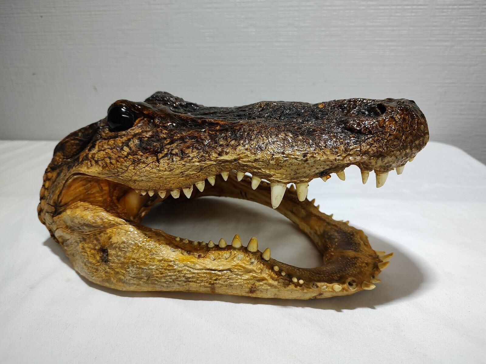Vintage Large 11” Taxidermy Alligator Head Solid Built