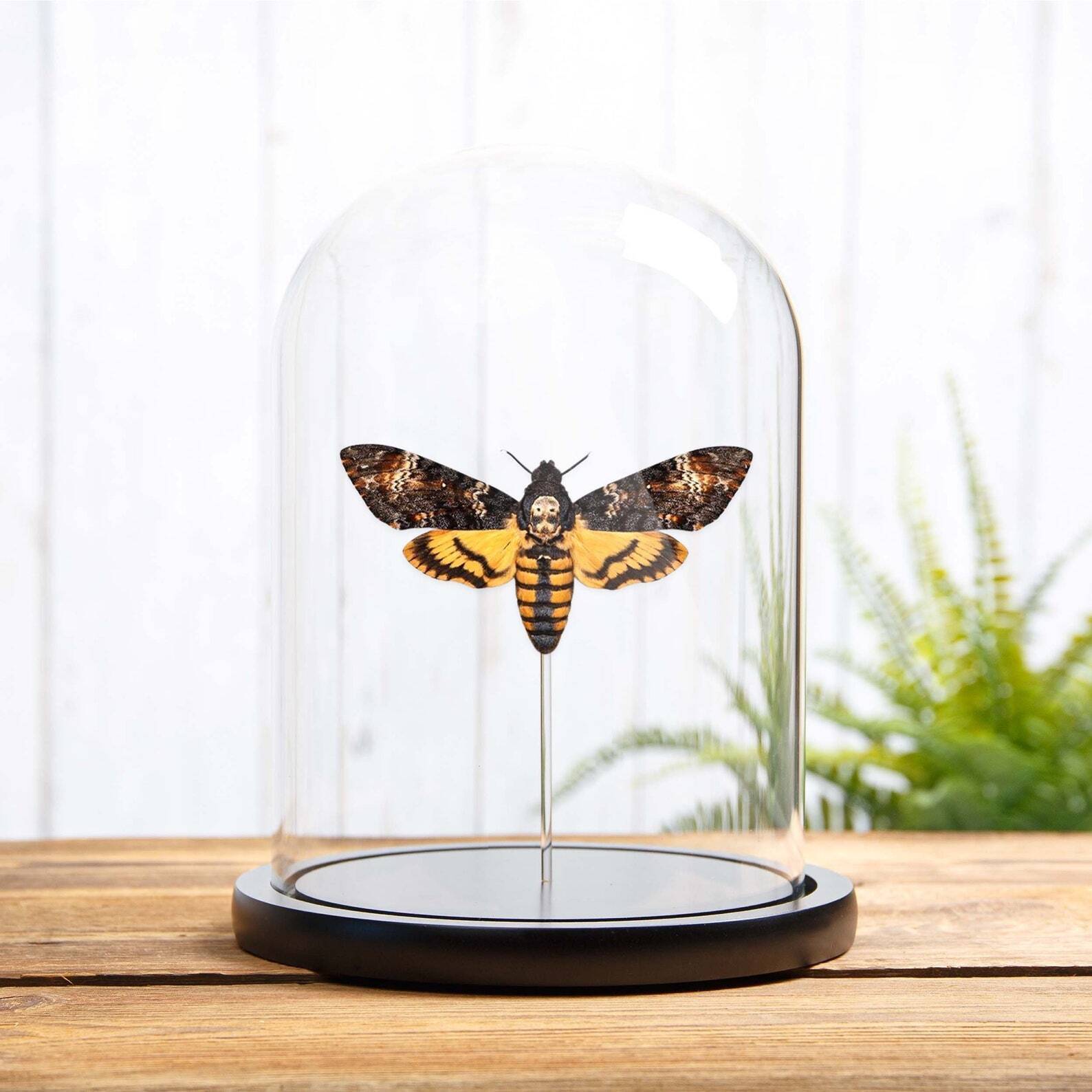 Death\'s Head Hawk Taxidermy Moth in Glass Dome (Acherontia atropos)