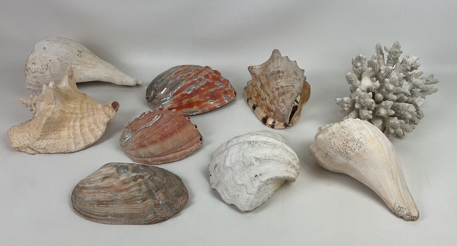 9 Sea Shells Estate Lot Life Long Collection Beautiful Large Over 12 Pounds