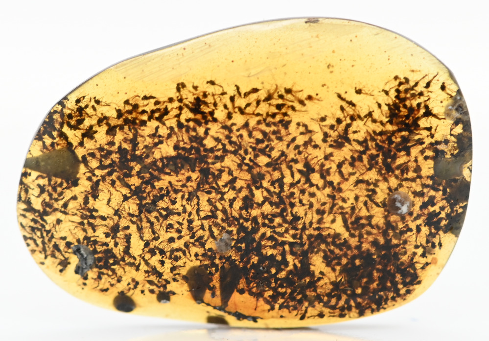 MASSIVE Swarm of insects, Fossil Inclusion in Burmese Amber