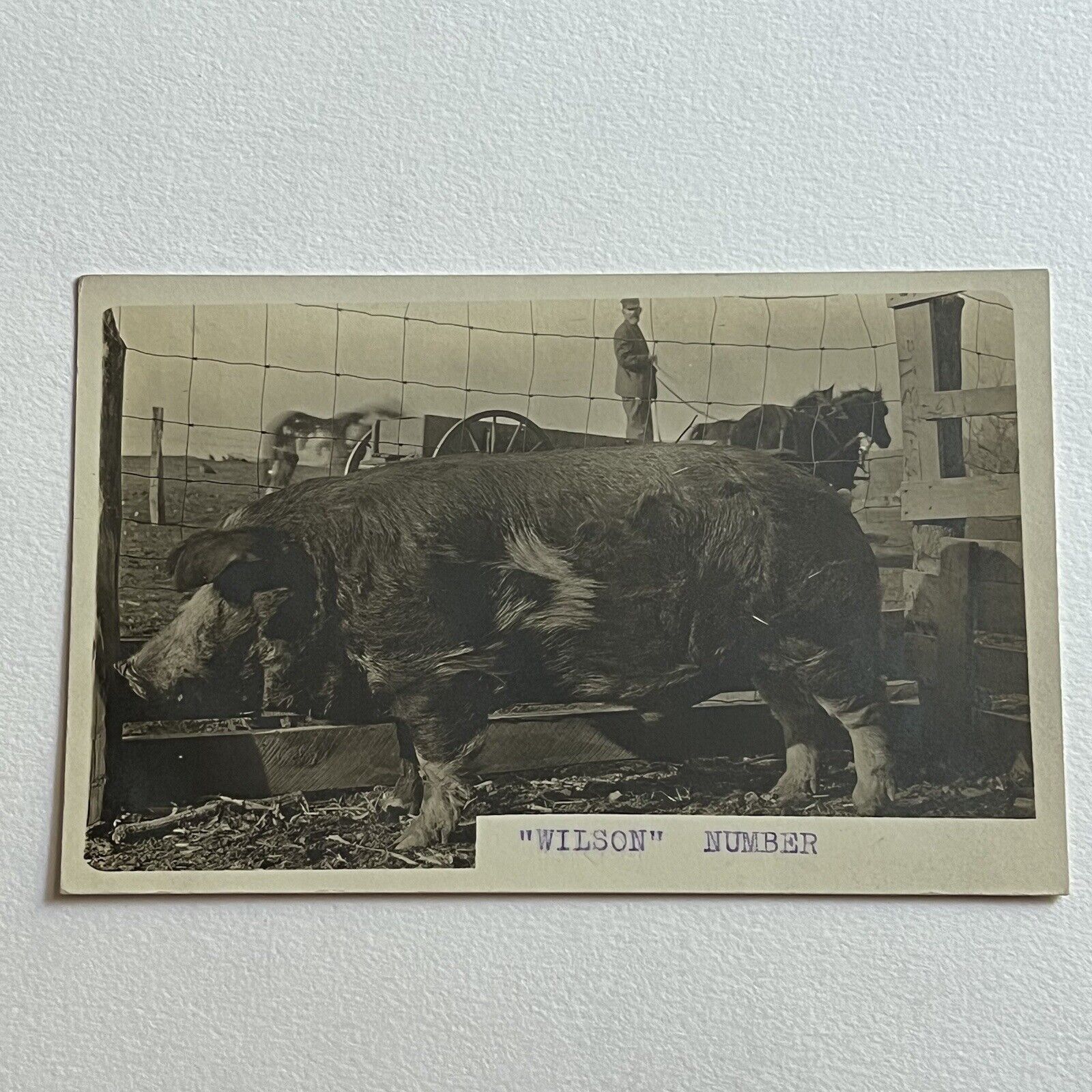 Antique RPPC Real Photograph Postcard Big Prize Hairy Pig “Wilson” Farm Life