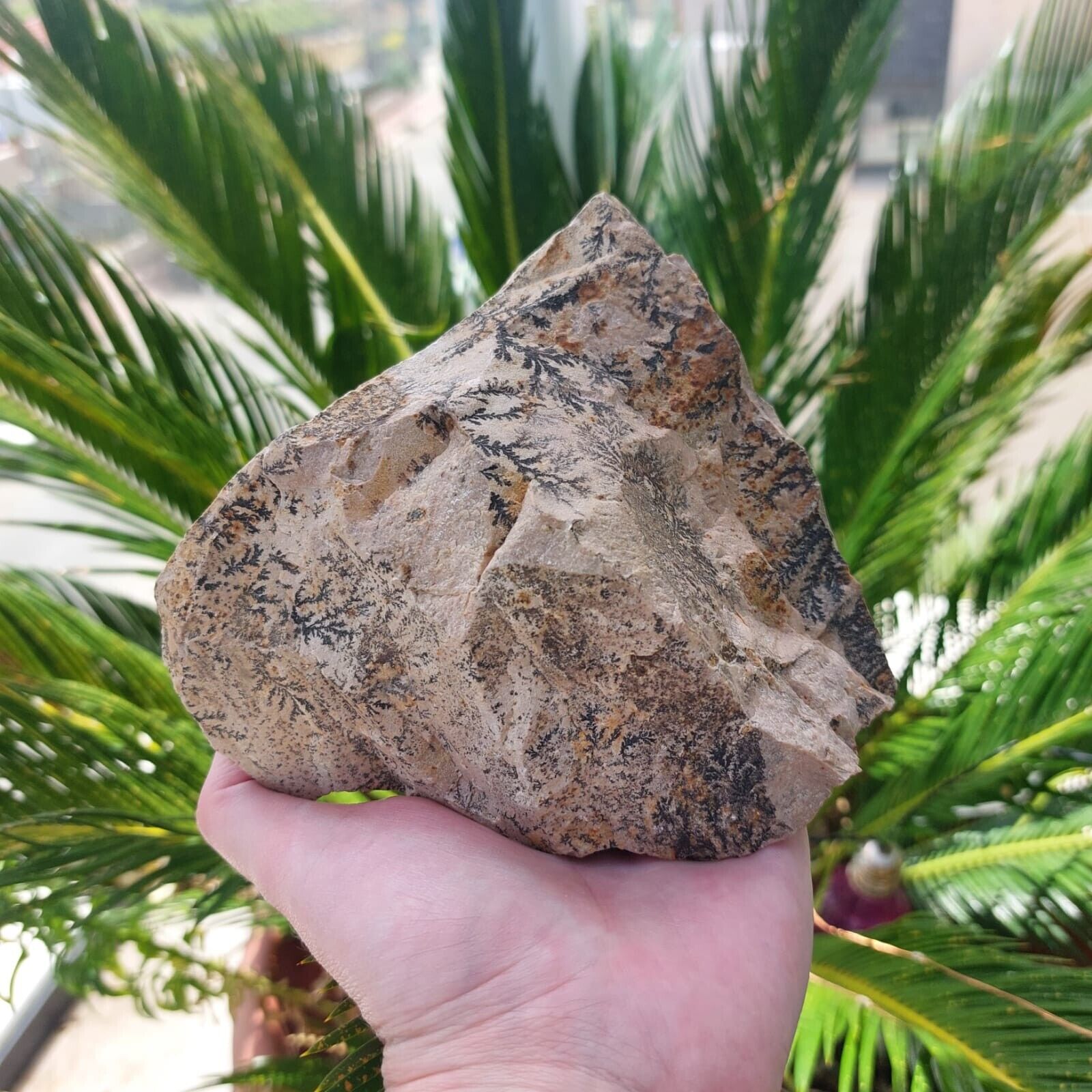 A  huge stone from  Sinai mountain with A burning bush 