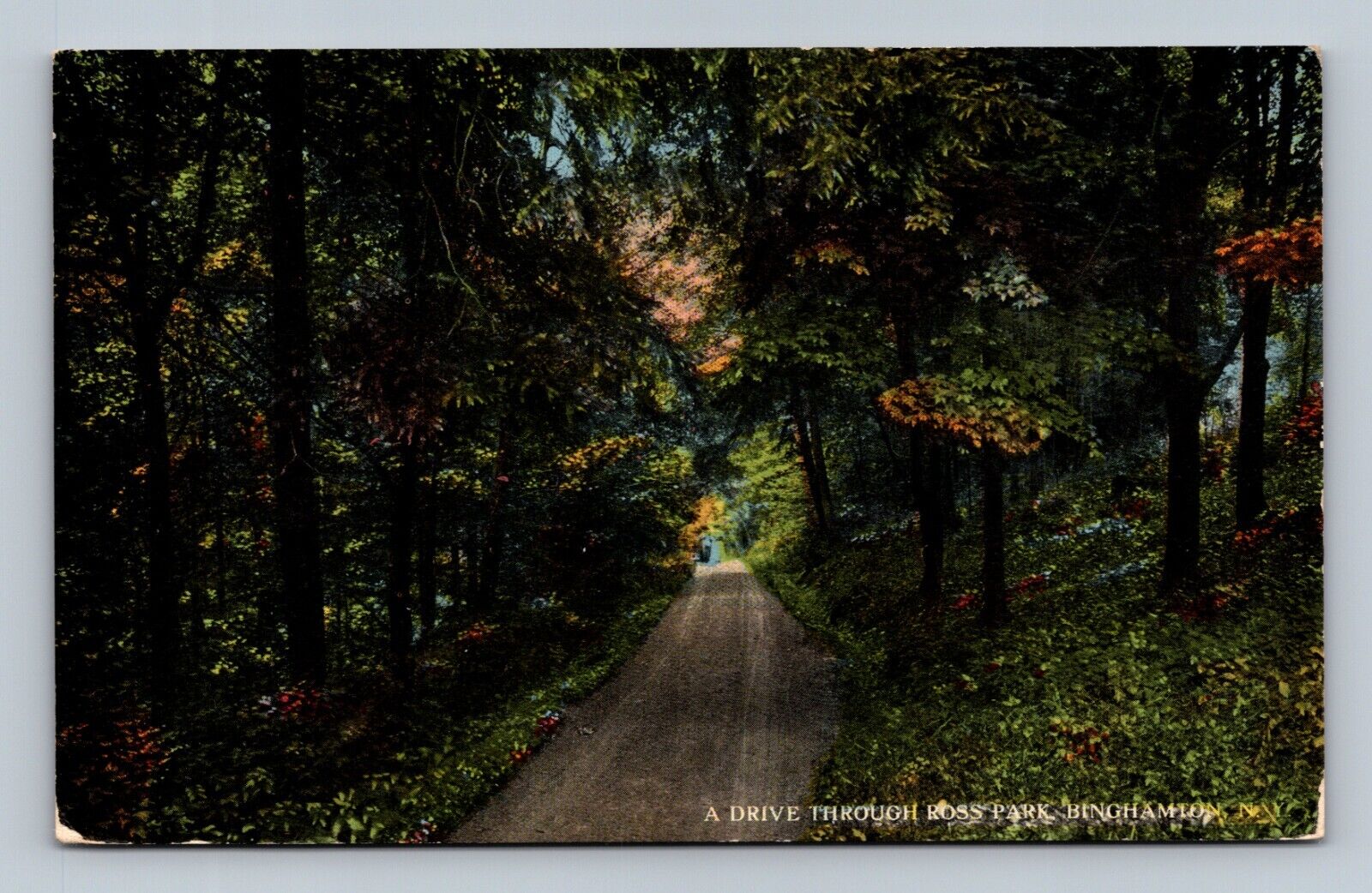 Binghamton NY New York, A Drive Through Ross Park Postcard