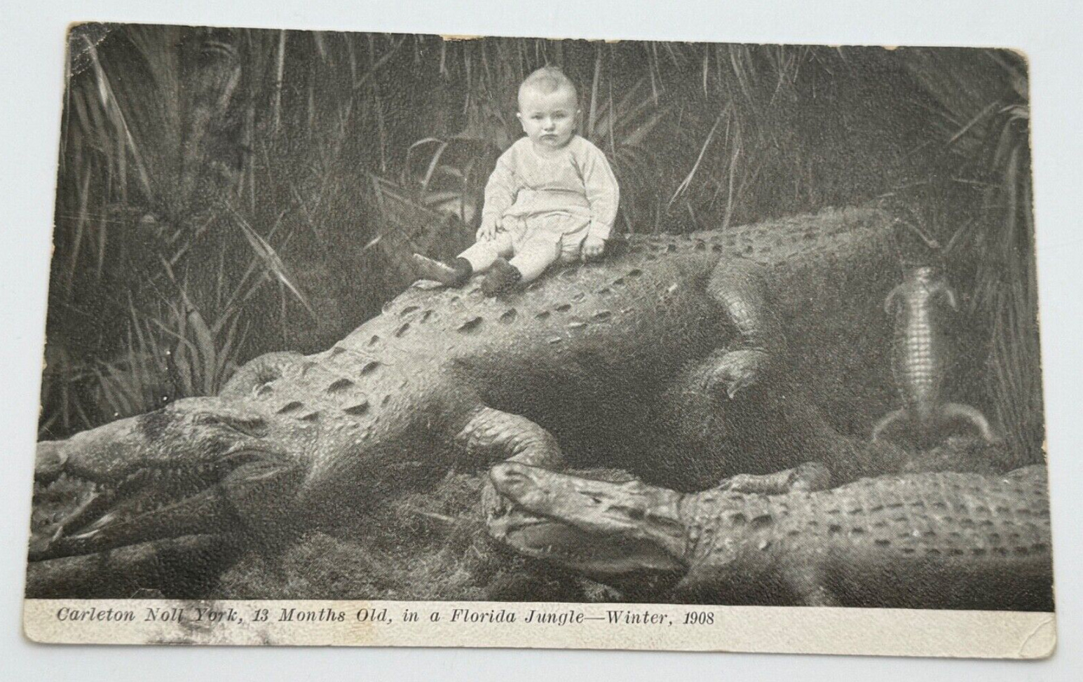 Antique 1920 Carleton Noll York Baby On Alligator Florida Jungle Postcard